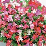 Королівська сім’я суміш (mix) насіння горошку духмяного (Hem Zaden) 0.5 г - Зображення 3