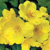 Жовта Ріка насіння Енотери місурійська (Hem Zaden) 0.1 г - Зображення 2