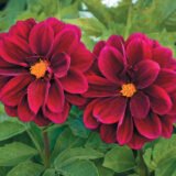 Жоржина Кровава мері насіння (Hem Zaden) 0.1 г - Зображення 3