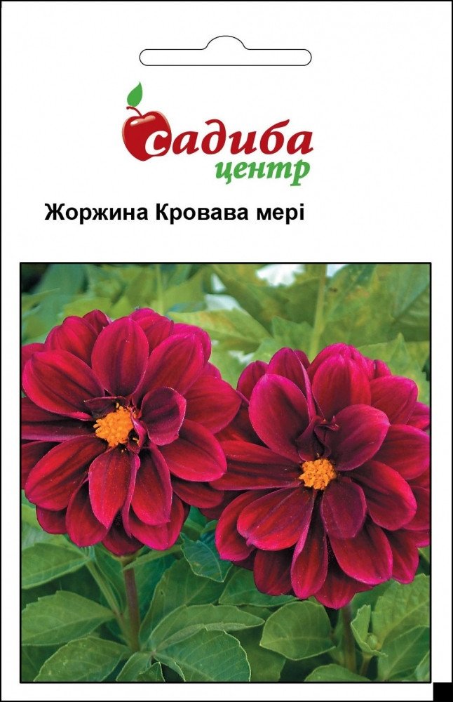 Цветы_Pan Amerikan_(175x133-35z84) Жоржина Кровава мері насіння (Hem Zaden) 0.1 г - Зображення 1