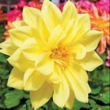 Жоржина Жовтий дим насіння (Hem Zaden) 0.1 г - Зображення 2