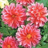 Жоржина Червоний дим насіння (Hem Zaden) 0.1 г - Зображення 2