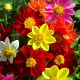 Жоржина Денді суміш насіння 0.3 г - Зображення 2