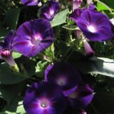 Іпомея Пурпурно-чорна насіння (Hem Zaden) 0.5 г - Зображення 2