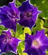 Іпомея Ранкова слава  насіння суміш (Hem Zaden) 0.3 г - Зображення 4