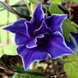 Іпомея Ранкова слава  насіння суміш (Hem Zaden) 0.3 г - Зображення 2