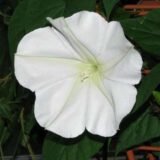 Іпомея Ранкові перли насіння (Hem Zaden) 0.5 г - Зображення 2