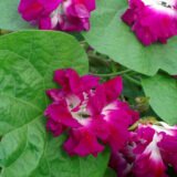 Іпомея махрова  Розіграш насіння (Hem Zaden) 0.2 г - Зображення 2