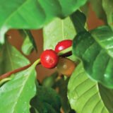 Кавове дерево Арабіка, суміш насіння (Hem Zaden) 1 г - Зображення 2