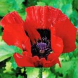 Мак Скарлет насіння (Hem Zaden) 0.1 г - Зображення 3