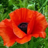 Мак Скарлет насіння (Hem Zaden) 0.1 г - Зображення 2