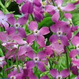 Матіола бікорніс Вечірній Аромат насіння (PanAmerican Seed) 0.2 г - Зображення 2