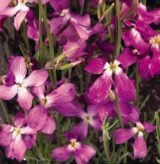 Матіола бікорніс Вечірній Аромат насіння (PanAmerican Seed) 0.2 г - Зображення 3