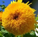 Соняшник Ведмежатко насіння (Hem Zaden) 1 г - Зображення 2