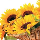 Соняшник Тополіно насіння (Hem Zaden) 0.5 г - Зображення 2