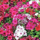 Флокс Вогняна Куля Насіння (Hem Zaden) 0.2 г - Зображення 2