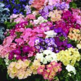 Флокс друмонді Яскрава Феєрія насіння (Hem Zaden) 0.2 г - Зображення 2