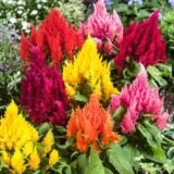 Целозія периста Блискуче перо, суміш насіння (Hem Zaden) 0.02 г - Зображення 2