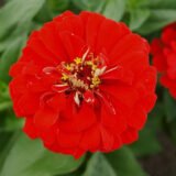 Цинія Супер йога, червона насіння  (Hem Zaden) 0.5 г - Зображення 2