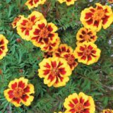 Чорнобривці Паскаль насіння  (Hem Zaden) 0.2 г - Зображення 2