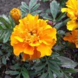 Чорнобривці Сонце Кармен насіння  (Hem Zaden) 0.2 г - Зображення 2