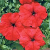 Петунія Маріка F1, червона, 10 гранул - Зображення 2