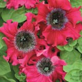 Петунія Бордова F1 бахромчата, 10  гранул - Зображення 2