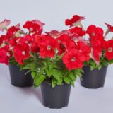 Петунія Карлик F1, червона, 10 гранул - Зображення 2