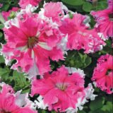 Петунія Каркулка F1, 10 гранул - Зображення 2