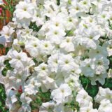 Петунія Містрал F1, біла, 20 шт - Зображення 2