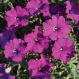Петунія Карлик F1, фіолетова, 10 гранул - Зображення 2