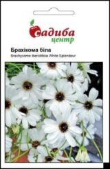 Брахікома біла (white) насіння (Hem Zaden) 0.1 г