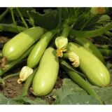 Кабачок Іскандер F1, 10 шт. (Власне фасування з оригінального упакування), (Seminis).