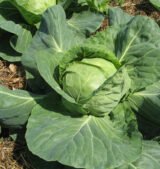 Капуста Білоголова Червневий Велетень, 10 г (Садиба) - Зображення 2