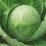 Золотий Гектар насіння капусти (Садиба центр) 10 г - Зображення 2