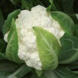 Чотири сезону насіння капусти цвітної (Садиба центр) 0.3 г(Франція) - Зображення 2