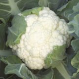Капуста цвітна Опал, 50 шт. (Власне фасування з оригінального упакування), (Rijk Zwaan).