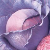 Лангедейкер Дауер насіння капусти червоноголової (Satimex) 0.5 г - Зображення 2