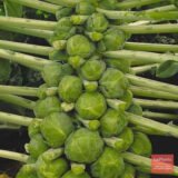 Розелла насіння капусти брюссельскої (Satimex) 0.5 г - Зображення 2