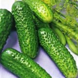 Бодіна F1 насіння огірка  (Satimex) 10 шт - Зображення 2