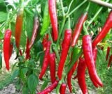 Стрючок насіння перцю солодкого (Україна) 0.3 г - Зображення 2