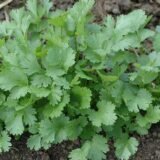 Нектар насіння коріандру (Смачний ) 3 г. - Зображення 2