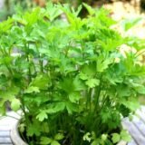 Петрушка листова (Традиція) 10 г - Зображення 2