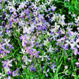 Матіола дворога (Садиба центр) 5 г - Зображення 2