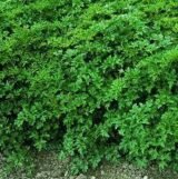 Петрушка Ріалто, 1 г, Садиба Центр - Зображення 2