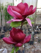 Магнолія ‘Cleopatra’, Н 1,8 м -2 м - Зображення 2