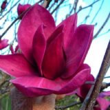 Магнолія ‘Cleopatra’, Н 1,8 м -2 м