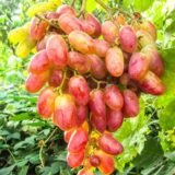 Саджанці винограду "Ювілей Новочеркаський"