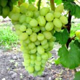 Саджанці винограду "Лора"