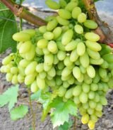 Саджанці винограду "Кишмиш  Століття" - Зображення 2